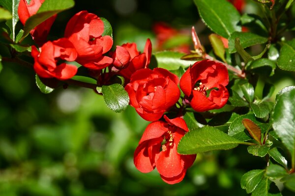 Blühender Quittenzweig im Frühling