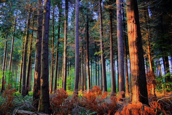 Herbstwald. Sonnenaufgang. Die Natur