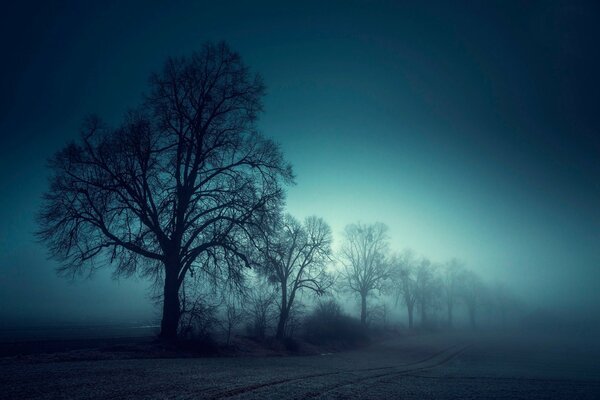 Árboles en un campo en una espesa niebla