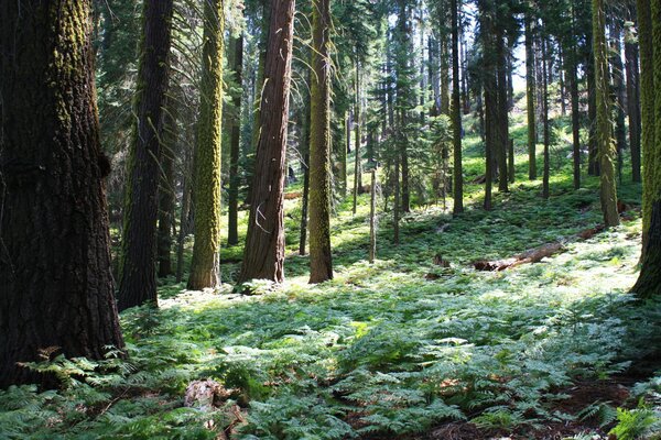 Redwood forest on a sunny day