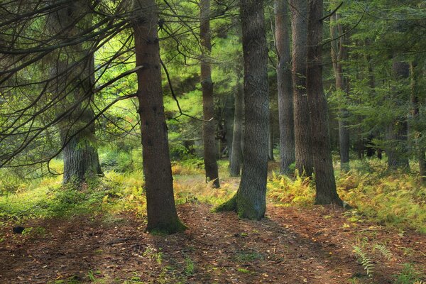 La luz del sol a través del denso bosque