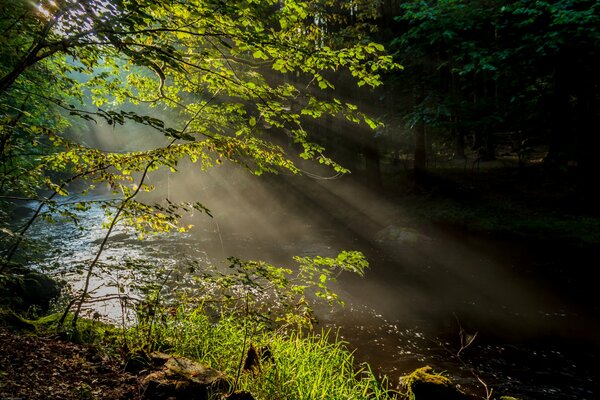 Matin brumeux sur la rivière de la forêt