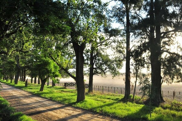 Una strada tra gli alberi illuminata dal sole