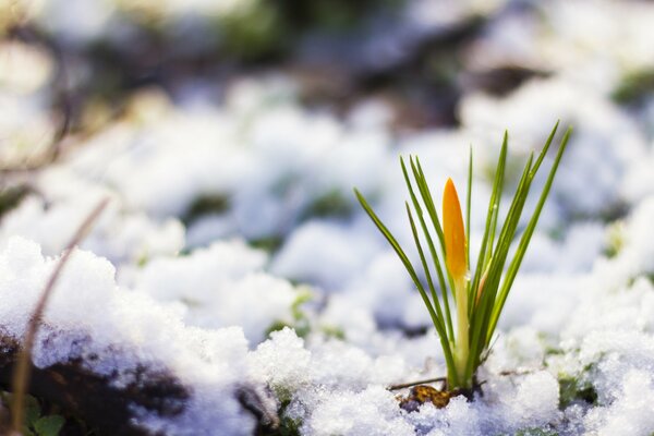La primera flor de azafrán en la nieve