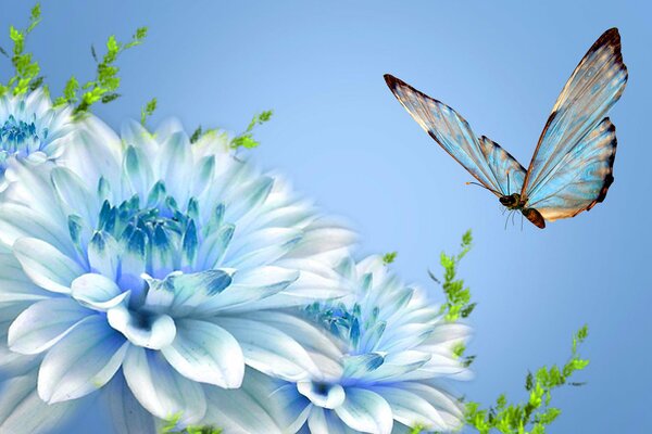 A butterfly sits on a white flower