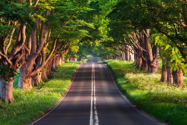 Carretera verano naturaleza parque