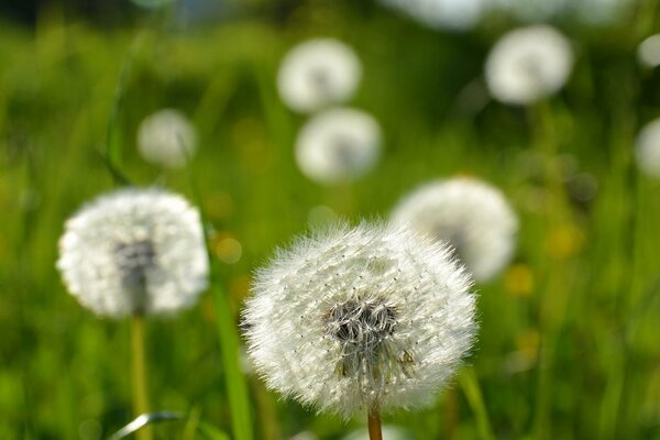 Macro photo of a white dandelion