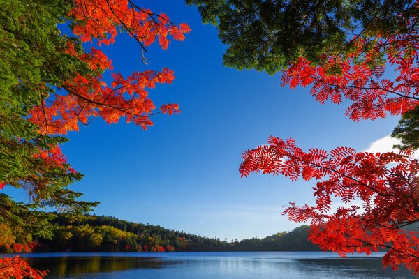 Lago liscio sotto il cielo blu tra i fili cremisi degli alberi