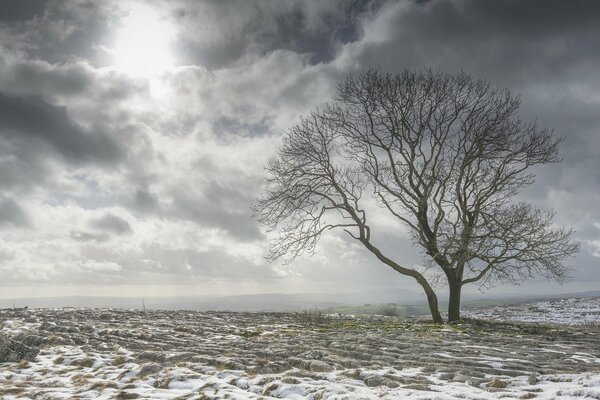 Winter birch in the field