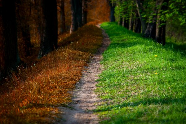 Marcher à l automne dans le parc et à travers la forêt