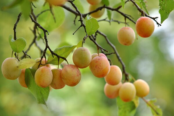 Fruta madura en racimos en las ramas