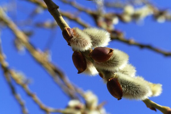 Fluffy willow on a blue sky background