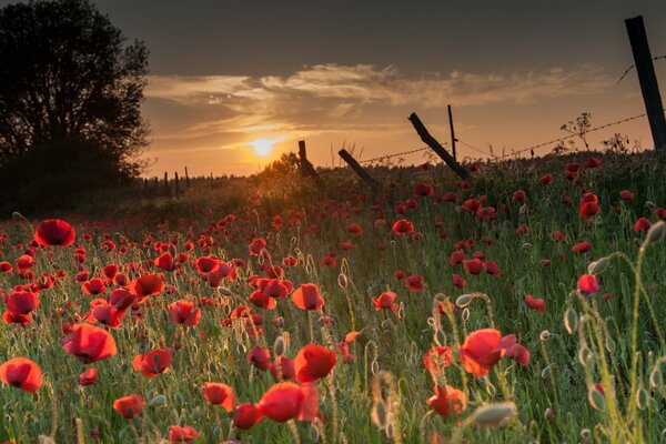 Papaveri rossi al tramonto