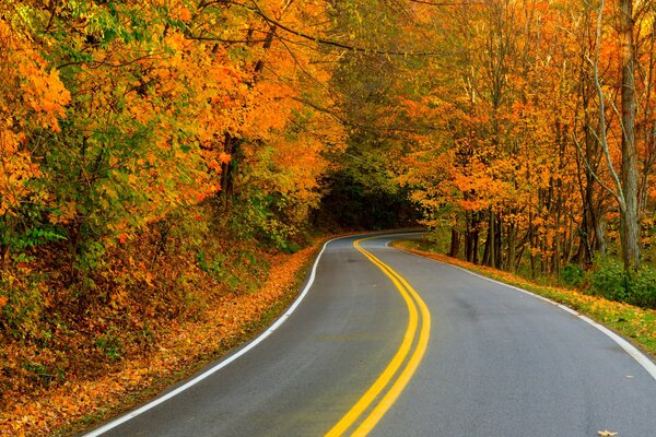 Camino al hermoso y dorado otoño