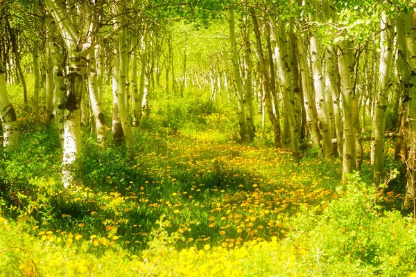 Wald mit Birken mit Blumen im Frühling