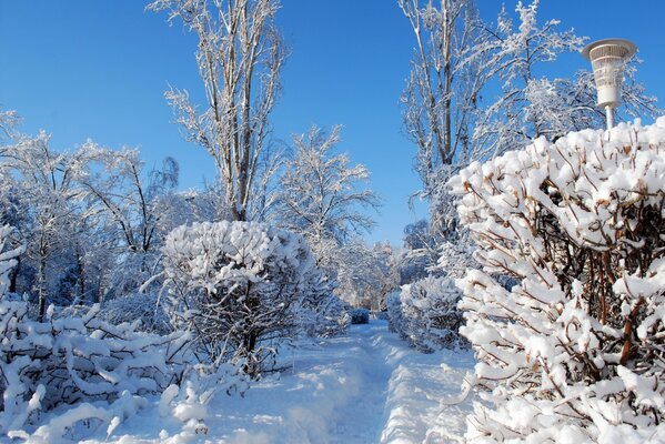 Winterpfad mit Laterne im Gebüsch