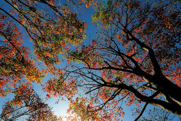 Die Kronen der Herbstbäume auf einem blauen Himmelshintergrund