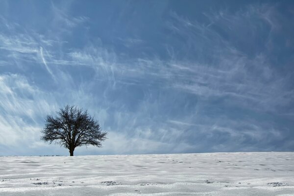 Un árbol se encuentra en la frontera del cielo y la nieve