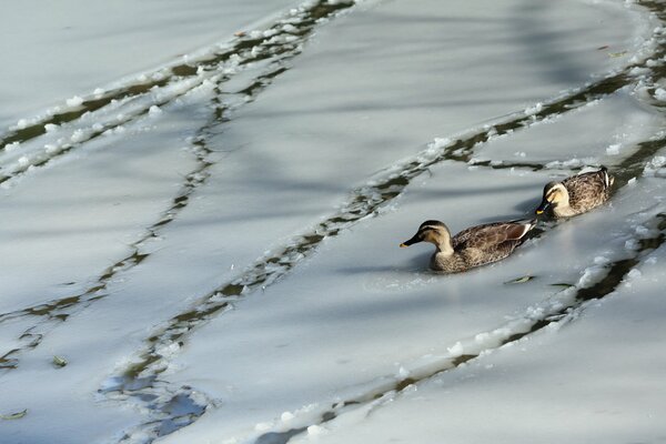 Image de deux beaux canards