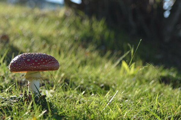 Pilz wuchs auf grünem Feld auf