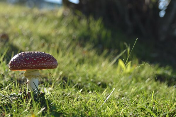 The mushroom grew on a green field