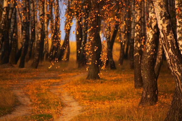 The beauty of autumn is so mysterious and so beautiful