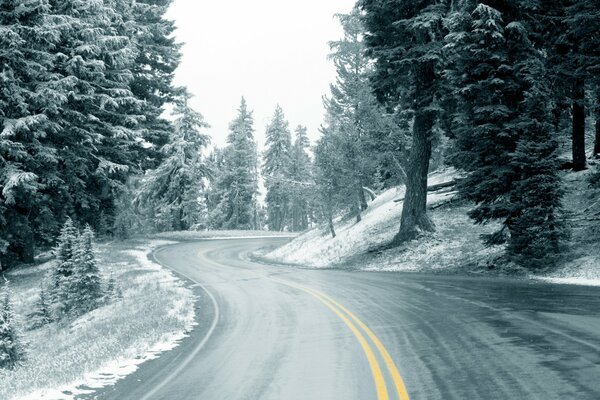 Camino entre el bosque de invierno