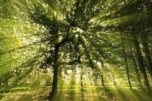 Lucernario degli alberi raggi del sole