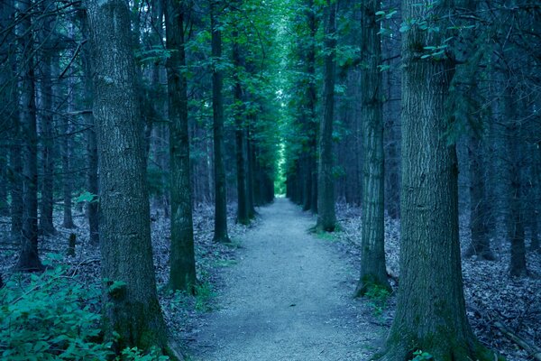 Forest path to the light