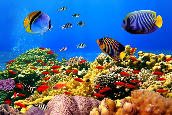 Die Unterwasserwelt des Ozeans ist sehr vielfältig