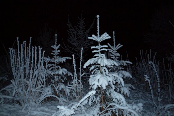 Nachtaufnahme im Wald, Foto des Winterwaldes