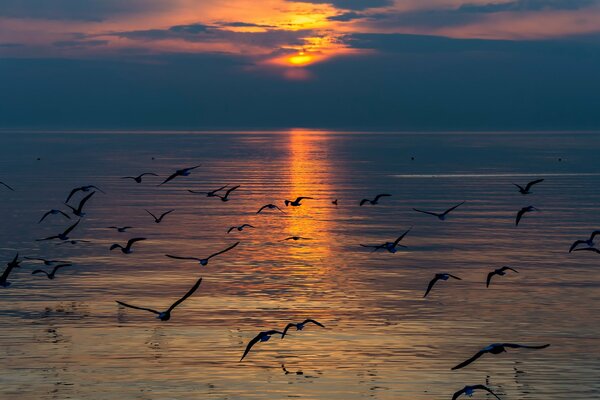 Gaviotas en el fondo de la puesta de sol y el lago suizo