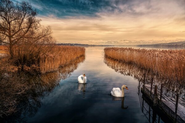 Les cygnes se préparent pour l hiver et nagent le long de la rivière