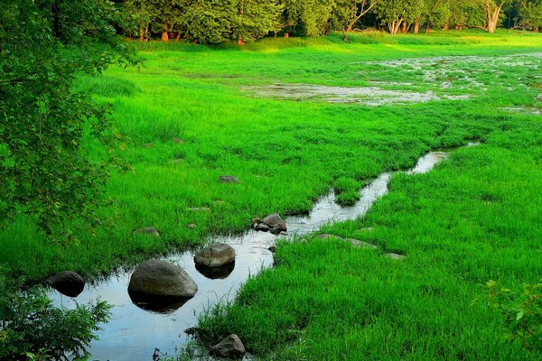 Arroyo corriendo en la hierba verde