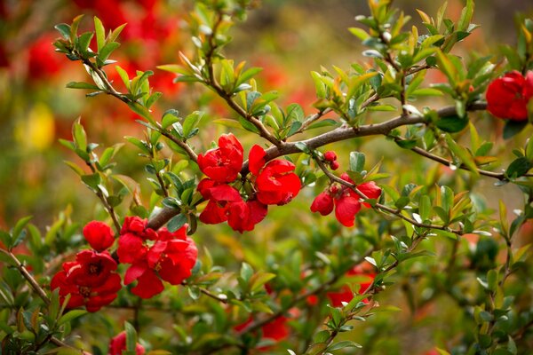 Hermosas flores de membrillo en una rama