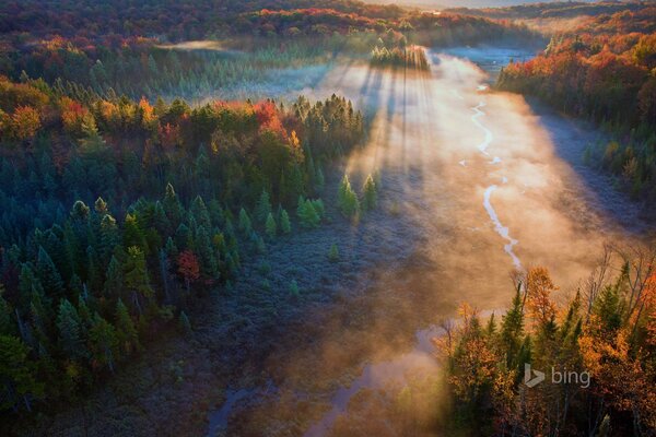 Vista de pájaro del bosque de otoño al atardecer