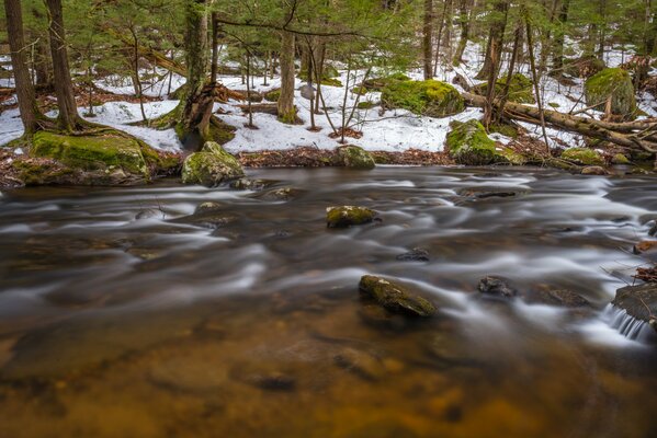 Flusso del torrente nella foresta di primavera