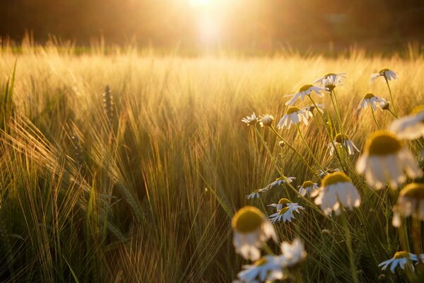 Rye field with daisies at sunset