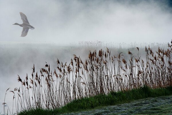 Canard dans le brouillard dans les roseaux sur la rivière