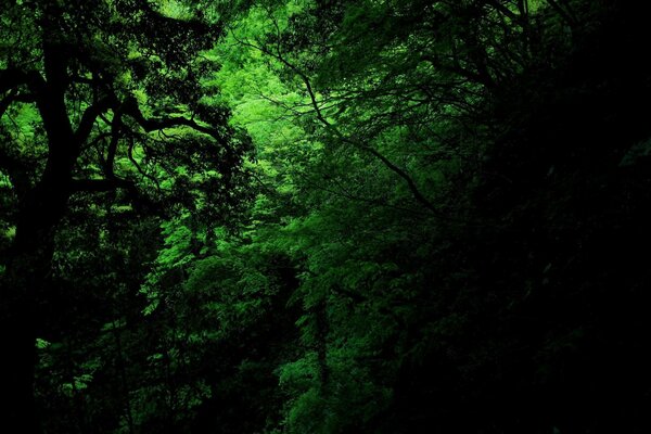 Wilder, dunkler, mysteriöser Wald