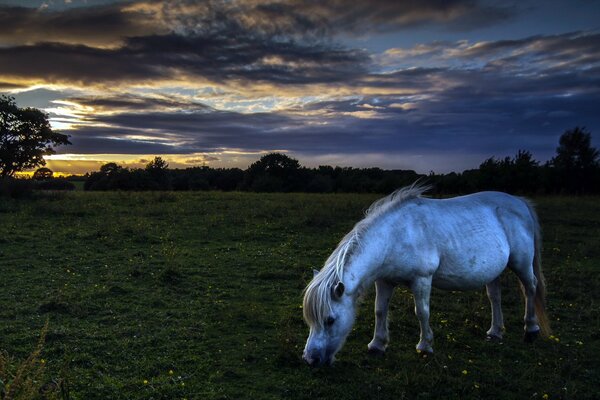 White horse grazing in the night field