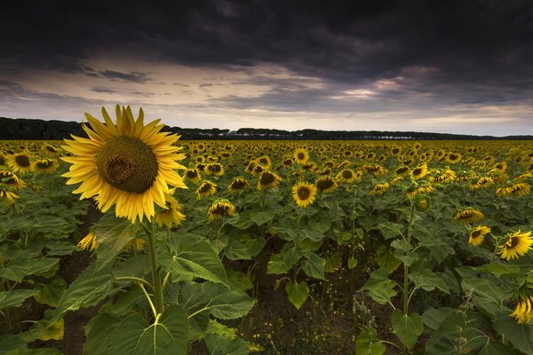 Sunflower field in cloudy weather