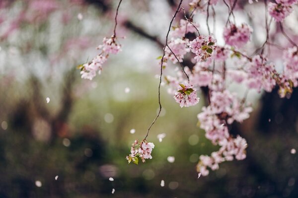 Pétalos caídos de Sakura delicada