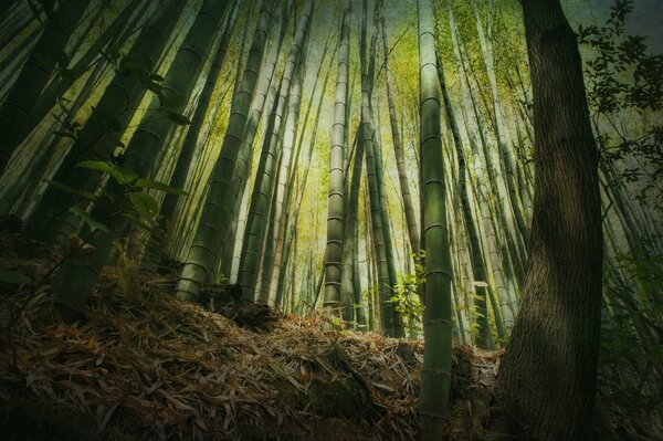 Grande forêt verte de bambou