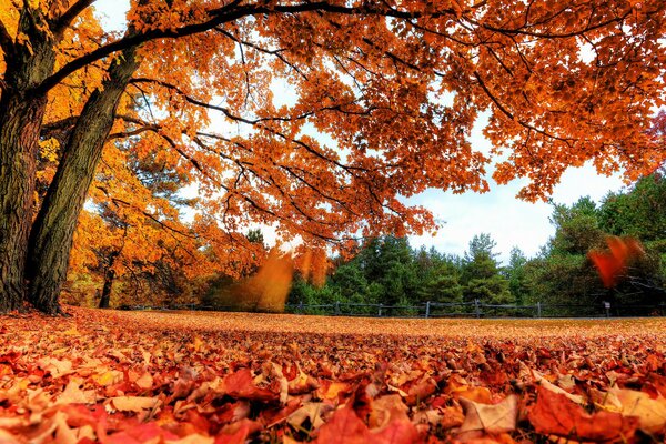 Autumn landscape yellow leaves