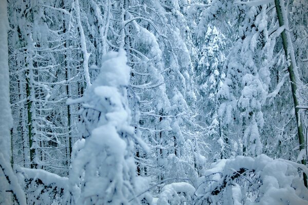 Randonnée d hiver dans la Forêt