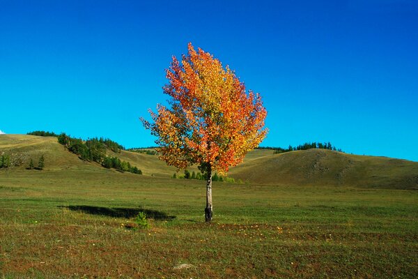 Serenity on a hill with a lonely birch