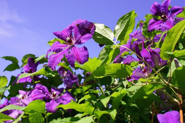 Papier peint photo fleurs violettes