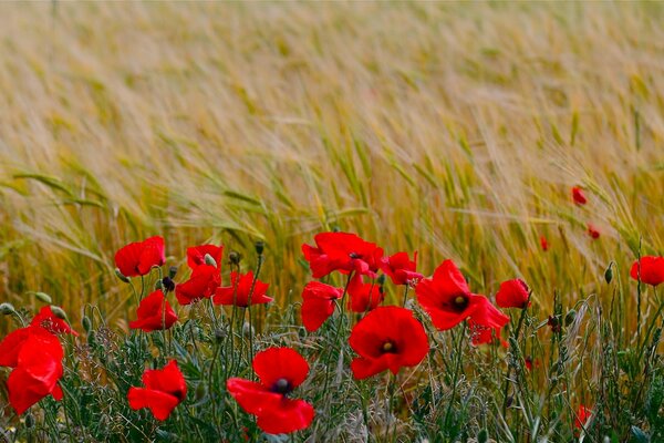 Poppies nature summer grass