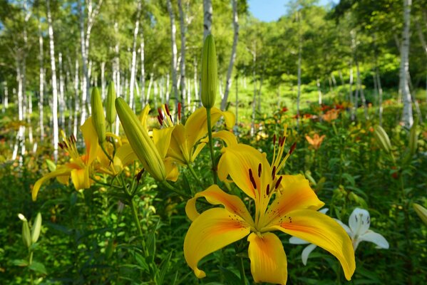 Spring flowering of the forces of nature